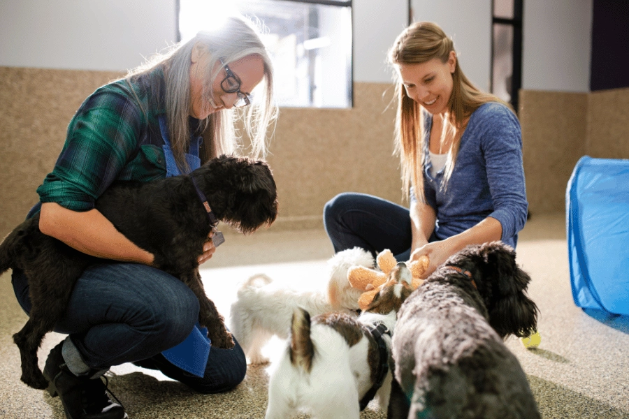 small dogs playing with the workers at doggy daycare inside